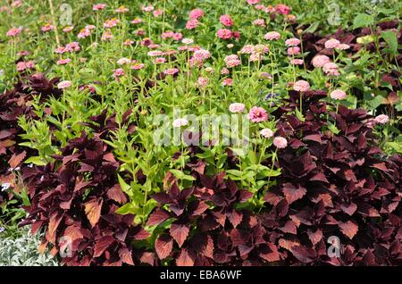 Gemeinsame Zinnia (Zinnia violacea 'Oklahoma rosa "syn. Zinnia elegans' Oklahoma rosa') und coleus (solenostemon scutellarioides Syn. coleus Blumei) Stockfoto