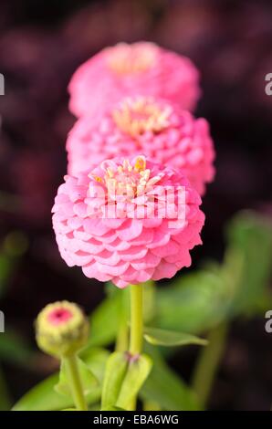 Gemeinsame Zinnia (Zinnia violacea 'Oklahoma rosa "syn. Oklahoma rosa Zinnia elegans'') Stockfoto