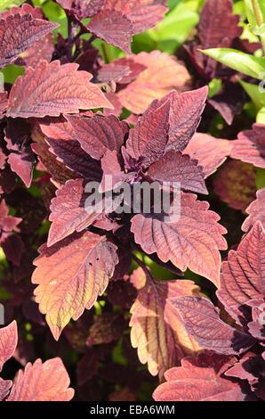 Coleus (solenostemon scutellarioides Syn. coleus Blumei) Stockfoto