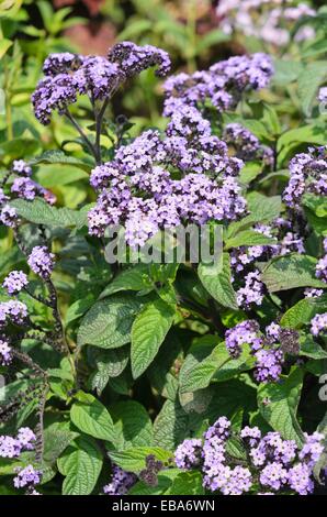 Garten Heliotrop (Heliotropium arborescens 'nautilus Lavendel') Stockfoto