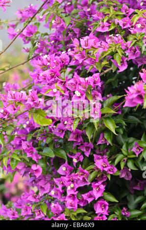Papier Blume (Bougainvillea glabra) Stockfoto