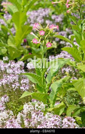 Blühende Tabak (Nicotiana sylvestris) und Spider Blume (tarenaya hassleriana eñorita rosalita' syn.cleome hassleriana eñorita rosalita') Stockfoto