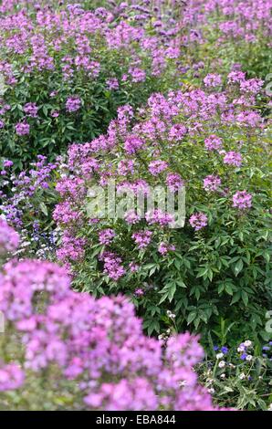 Spider Blume (tarenaya hassleriana eñorita rosalita' syn.cleome hassleriana eñorita rosalita') Stockfoto