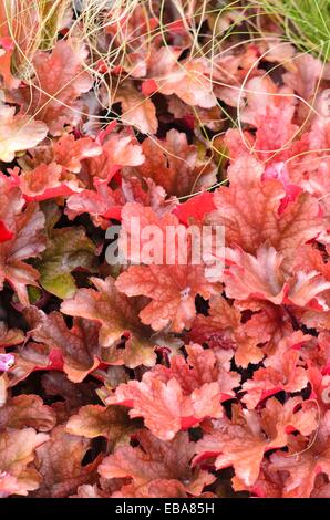 Fugendüse (alumroot Heuchera micrantha 'Pfirsich flambe') Stockfoto