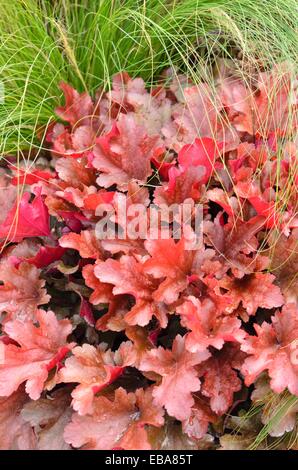 Fugendüse (alumroot Heuchera micrantha 'Pfirsich flambe') Stockfoto