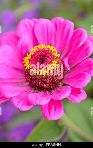 Gemeinsame Zinnia (Zinnia violacea 'Oklahoma rosa "syn. Oklahoma rosa Zinnia elegans'') Stockfoto