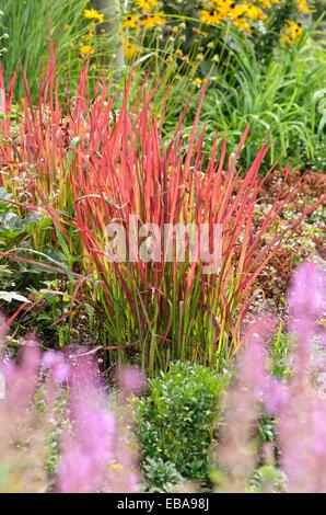 Japanische Blut Gras (Imperata cylindrica Red Baron' syn. Imperata cylindrica 'Rubra') Stockfoto