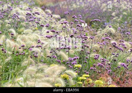 Feathertop Gras (pennisetum villosum) und purpletop Vervain (verbena Bonariensis) Stockfoto