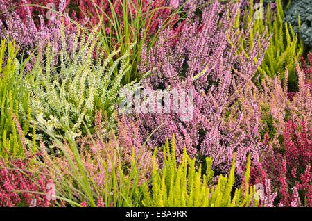 Gemeinsame Heidekraut (Calluna vulgaris) Stockfoto