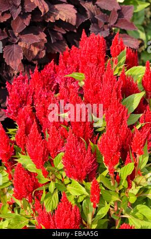 Hahnenkamm (Celosia Argentea var. Plumosa 'Frischen Look rot') Stockfoto