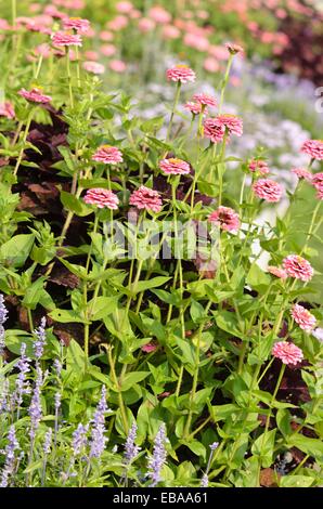 Gemeinsame Zinnia (Zinnia violacea 'Oklahoma rosa "syn. Oklahoma rosa Zinnia elegans'') Stockfoto