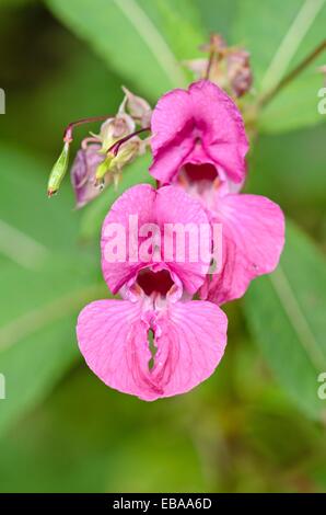 Himalayan Balsam (Impatiens glandulifera) Stockfoto