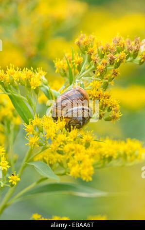 Kanada Goldrute (solidago canadensis) und Weiß-lippigen Schnecke (cepaea hortensis) Stockfoto