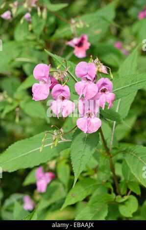 Himalayan Balsam (Impatiens glandulifera) Stockfoto