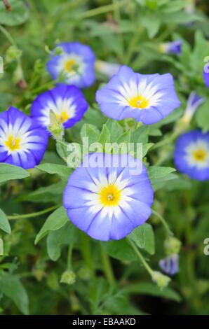 Zwerg morning glory (convolvulus tricolor) Stockfoto