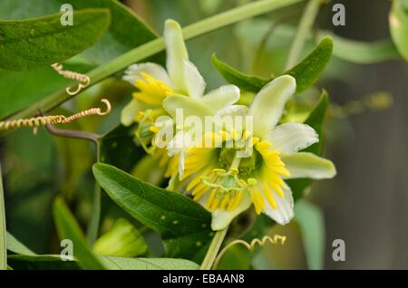 Zwei blühenden Passionsblume (passiflora Biflora) Stockfoto