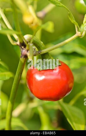 Chili Pfeffer (Capsicum annuum 'ungarische Kirschpaprika') Stockfoto