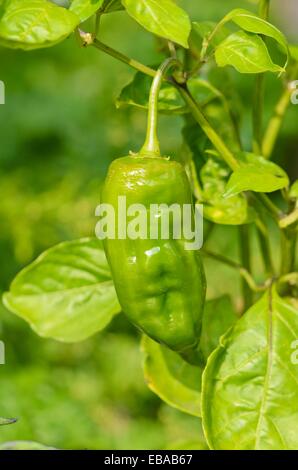 Chili Pfeffer (Capsicum annuum 'Kondom - Paprika") Stockfoto