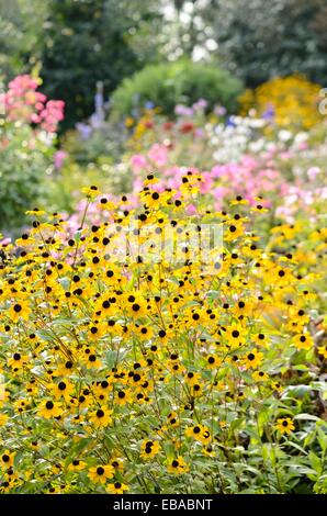 Brown-Eyed Susan (Rudbeckia triloba) Stockfoto