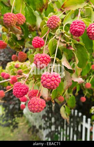 Japanischer Hartriegel (cornus kousa) Stockfoto