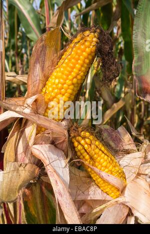 Mais (Zea mays) Stockfoto