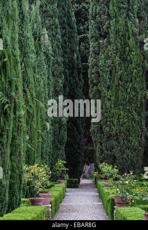 In den Renaissancegärten des Giardino Giusti, Verona, Italien. Ein Blick auf eine Allee mit Zypressen, mit abgeschnittenen Kastenhecken und Töpfen mit Zitronen Stockfoto