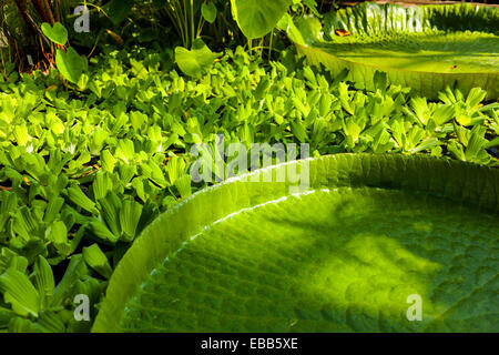 Victoria Amazonica Giant Lily pad Stockfoto