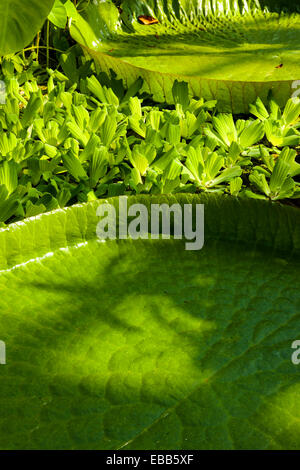 Victoria Amazonica Giant Lily pad Stockfoto