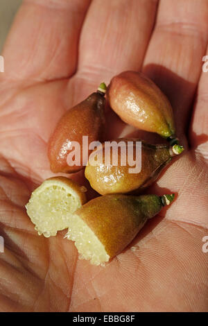 Australische Finger Limes. Zitrus Australasicus. Stockfoto