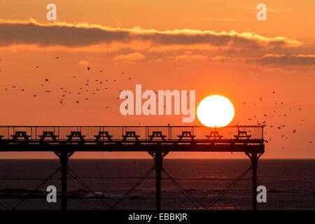 Aberystwyth, Wales, UK. 28. November 2014. Wie die Sonne über Aberystwyth Pier, die letzten Starling Nachzügler herein zum Schlafplatz unter dem Pier Übernachtung Credit: Alan Hale/Alamy Live News Stockfoto