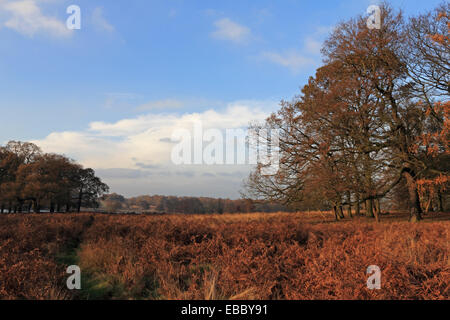 Richmond Park, SW-London, England, UK. 28. November 2014. Am frühen Morgen Wolke wich einen schönen Nachmittag mit einer Brise und gebrochenen Sonnenschein. Die tiefstehende Sonne beleuchtet die warmen Farben der Bracken und Herbstlaub. Mit milden Temperaturen für Ende November erreichte 13 Grad Celsius. Bildnachweis: Julia Gavin UK/Alamy Live-Nachrichten Stockfoto