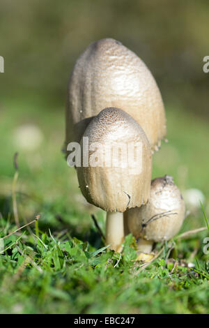 Shaggy Tinte Cap Perücke Rechtsanwälte Stockfoto