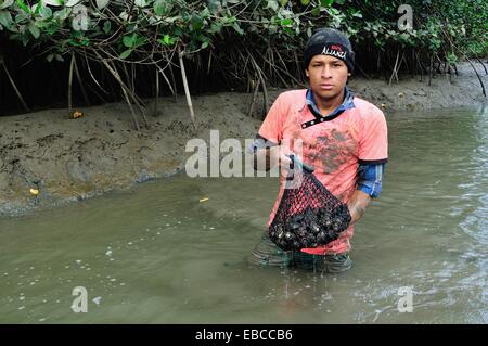 Waschen schwarze Schalen - Mangroven in PUERTO PIZARRO. Abteilung von Tumbes. Peru Stockfoto