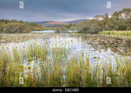 Loch Kinord Lilien in den Muir Dinnet in Schottland. Stockfoto