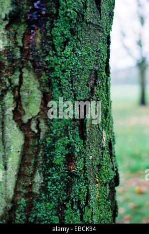 Rich, tiefgrüne Moos und Flechten wachsen auf die alte rissige Rinde eines Baumes in einem park Stockfoto