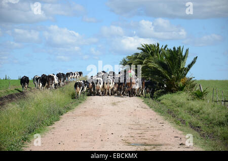 Set Kühe sind getrieben, um auf einem Milchviehbetrieb in der Nähe von San Ramon, Canelones, Uruguay gemolken werden Stockfoto