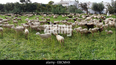 Schafherde im Winter auf Weide grünen Rasen Urbanisierung hinter, Andalusien, Südspanien. Stockfoto