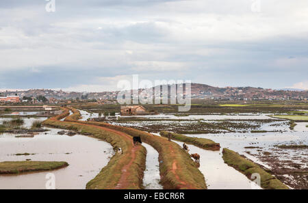 Bewässerungskanäle und überfluteten Reisfeldern mit Kanälen und Deichen in Antananarivo oder Tana, Hauptstadt Madagaskars Stockfoto