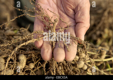 Hand, die Stickstoff-Fixierung Knötchen der Erdnuss Pflanze anzeigen. Stockfoto