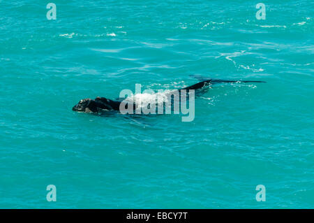 Southern Right Wale am Kopf der Bucht, SA, Australien Stockfoto