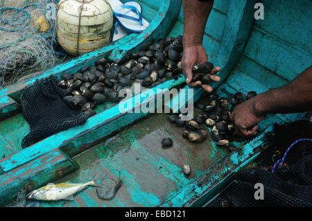 Schwarze Muscheln Picker - Mangroven in PUERTO PIZARRO. Abteilung von Tumbes. Peru Stockfoto