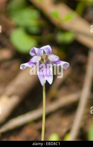Viola Hederacea, Australian Native violett in Kinglake Nationalpark, Victoria, Australien Stockfoto