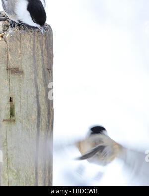 Ein schwarz-capped Meise thront auf einem Pfosten mit einem anderen im Flug. Stockfoto