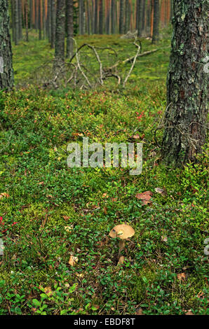 Pilze im Herbst Holz. Stockfoto