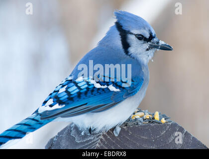 Ein Blue Jay thront auf einem Holzpfosten. Stockfoto