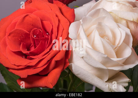 Zwei Rosen in Tautropfen, rot und weiß Stockfoto