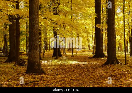 Herbst in eine Eiche Ahorn Wald. Thatcher Woods Forest Preserve, Cook County, Illinois. Stockfoto