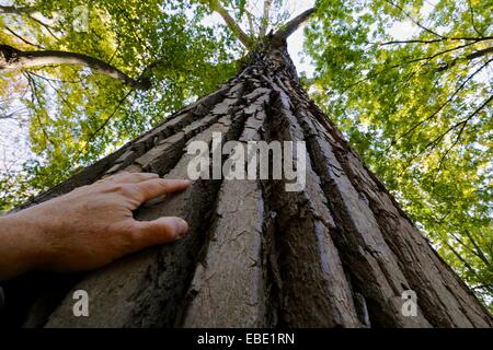 Massive östlichen Pappel Baum mit Hand des Fotografen. Thatcher Woods Forest Preserve, Cook County, Illinois. Stockfoto