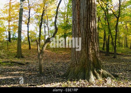 Massive östlichen Cottonwood Baumstamm. Thatcher Woods Forest Preserve, Cook County, Illinois. Stockfoto