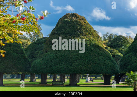 Die formalen Gründen des Hampton Court Palace, gestutzte Hecke, Surrey, England Stockfoto